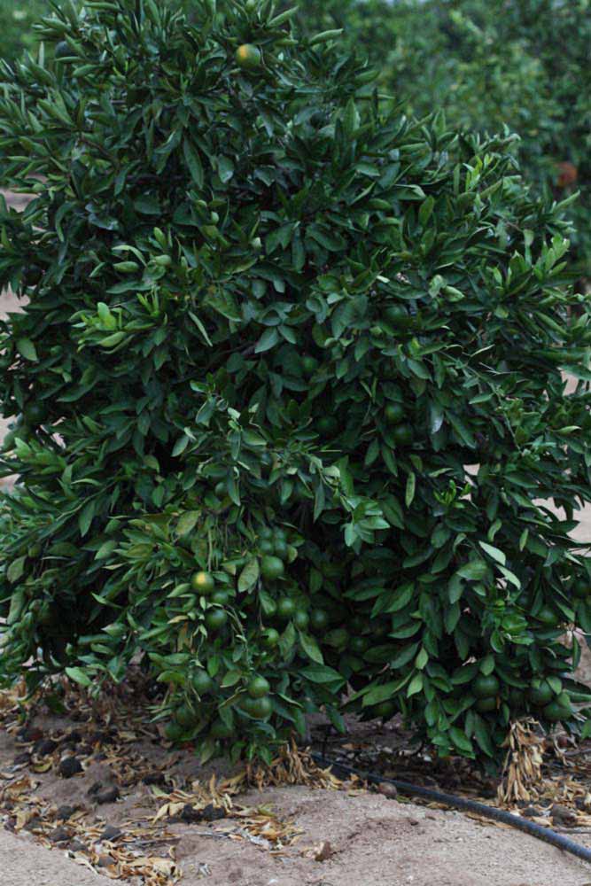            Habit (Riverside, CA)   